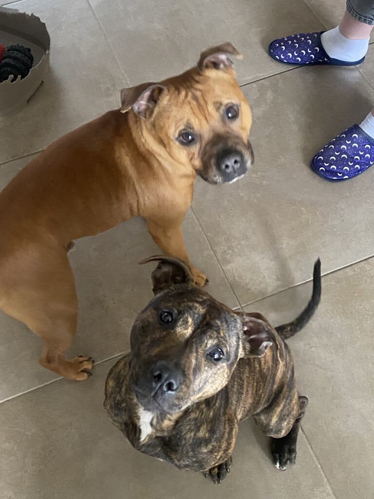 Django & Maya